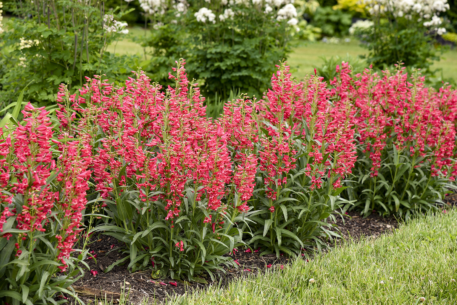 Penstemon